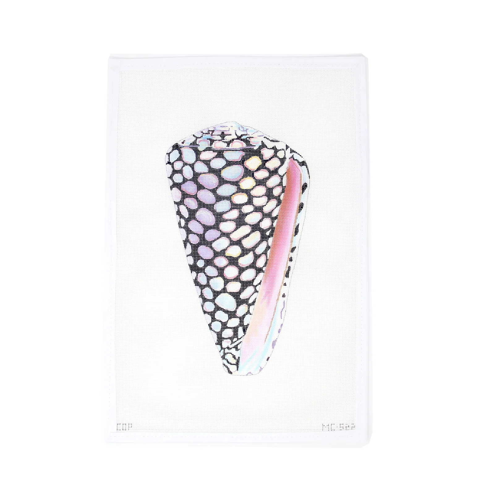 Speckled Seashell
